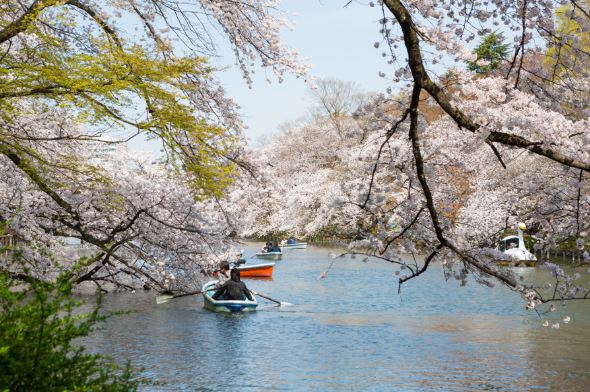 【風靡櫻姿東京橫濱5日】