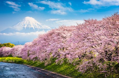 【
東京巨蛋酒店~浪漫列車~熱海梅園~伊豆河津櫻~三晚溫泉５日】