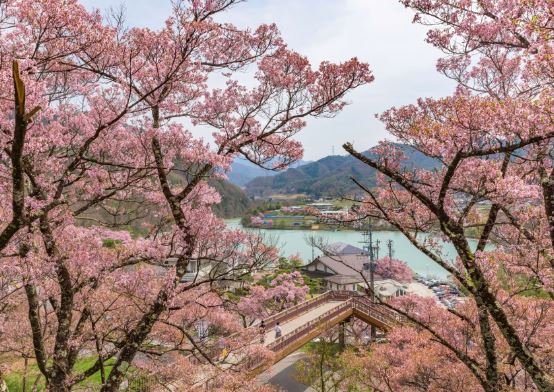 【星戀春櫻5日】