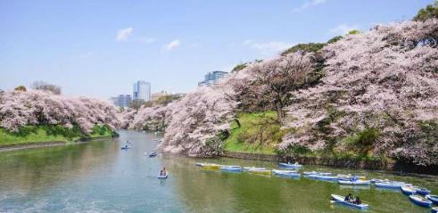 【戀戀櫻花東京溫泉5日】