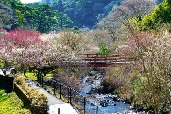 【春櫻伊豆雙溫泉5日】