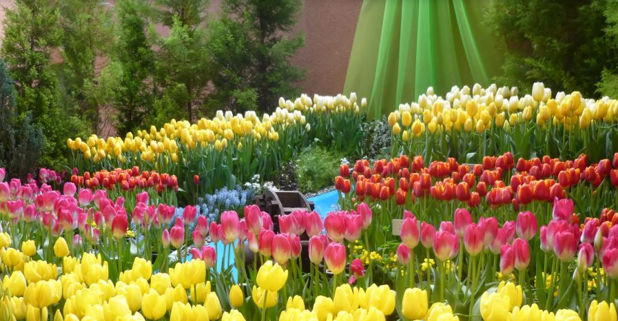 【星戀春櫻5日】<br/>名花之里、鬱金香四季彩、惠那峽遊船