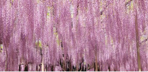 【花賞黑部立山溫泉5日】