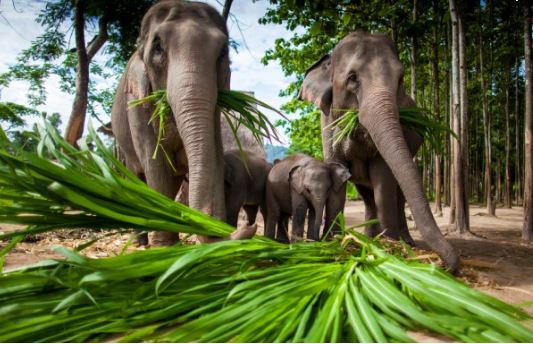 【清邁喜迎春】