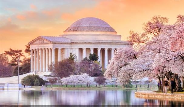 【華盛頓櫻花節10日】