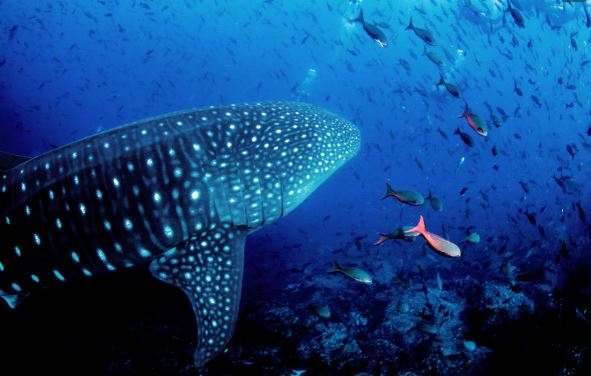 【宿霧超值選、六人成行5日】