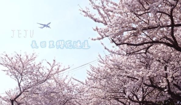 【濟州春日櫻情5日】