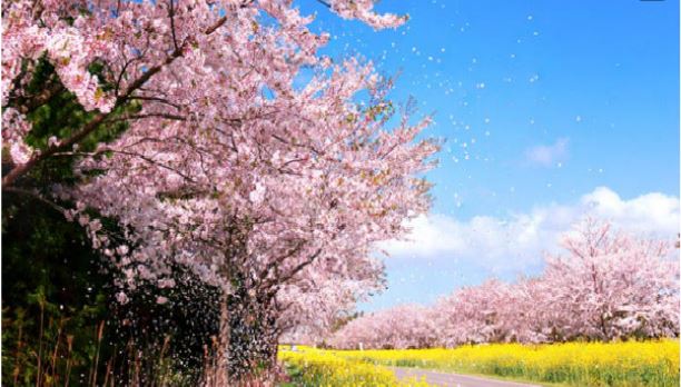 【連休瘋濟州5日】