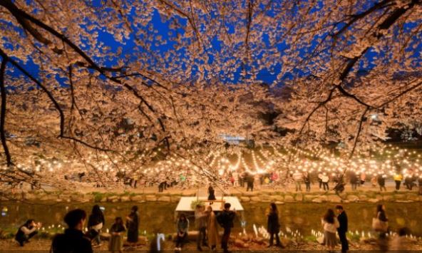 【釜邱蔚櫻繽紛5日】