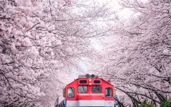 【釜邱蔚櫻繽紛5日】