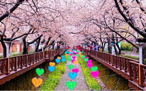 【釜慶櫻繽紛5日】