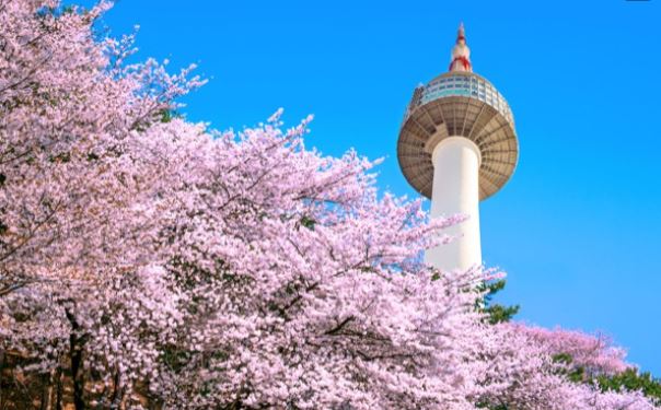 【清易櫻紛飛5日】