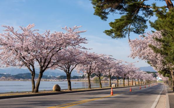 【韓亞櫻紛飛5日】