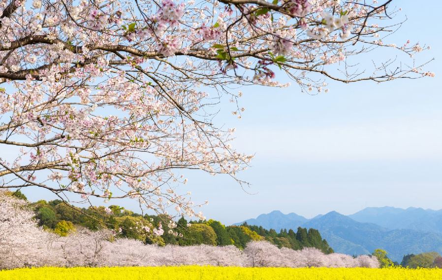 【春櫻南北九州心漫遊雙溫泉5日】