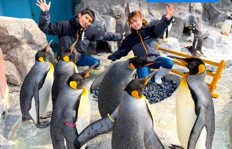 【北海道白老波羅多五日】<br/>升等大倉日航.百萬函館山纜車.尼克斯企鵝.朝市散策.小樽運河.長腳蟹饗宴