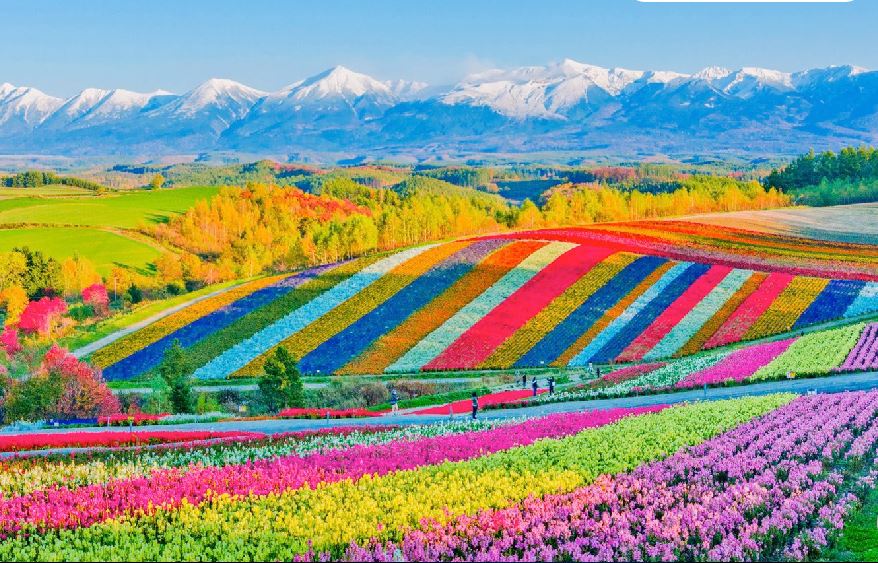 【北海道夢幻花之旅7日】鈴蘭山谷.企鵝萌寵.富良野美瑛花田.洞爺湖花火.奇幻步道.雙溫泉.三大螃蟹吃到飽(千千)<br/>