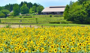 【星愛東北五色夢幻5日】<br/>魔女之瞳藏王御釜.陸奧杜之湖畔.銀山溫泉.會津鐵道.五色沼.大內宿.雙溫泉