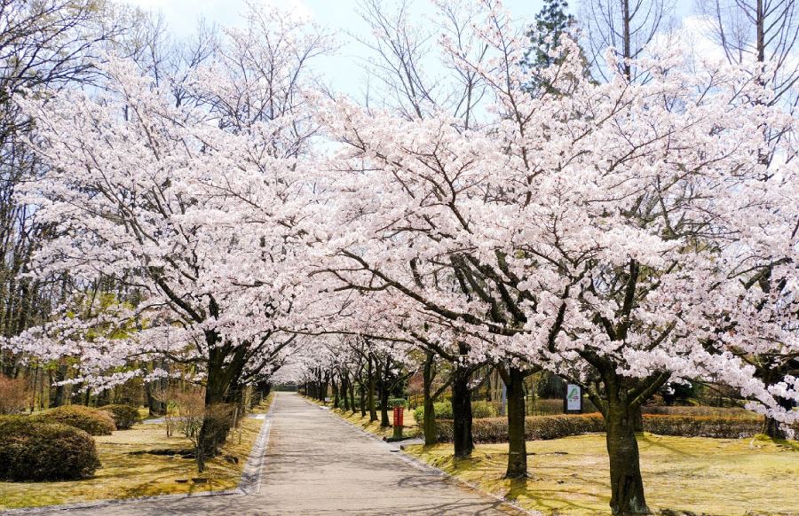 【九州櫻花戀5日】