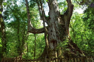 司馬庫斯生態神木群步道1日遊