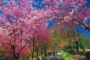 唯美棲蘭森林、武陵農場櫻花、手作體驗2日