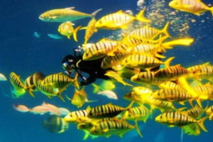 【巴士旅遊】墾丁高雄3日遊